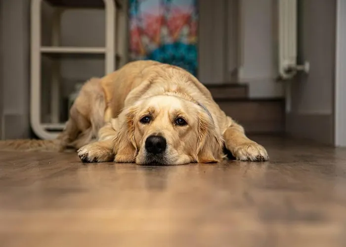 度假居 Miraleon *